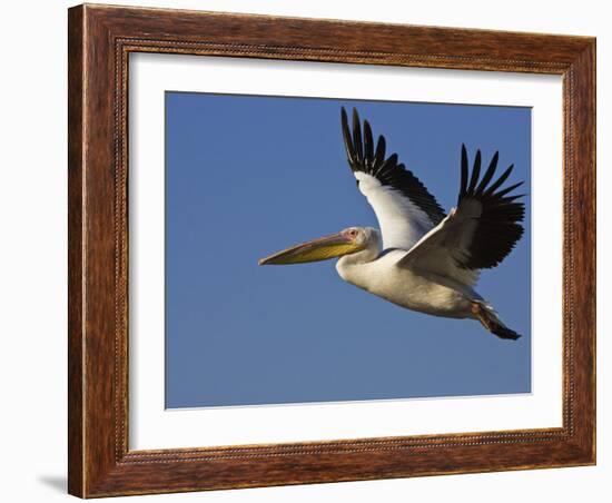 Great Eastern White Pelican Flying, Chobe National Park, Botswana-Tony Heald-Framed Photographic Print