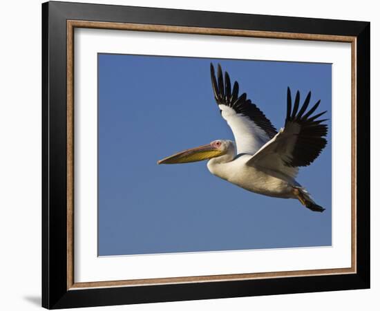 Great Eastern White Pelican Flying, Chobe National Park, Botswana-Tony Heald-Framed Photographic Print