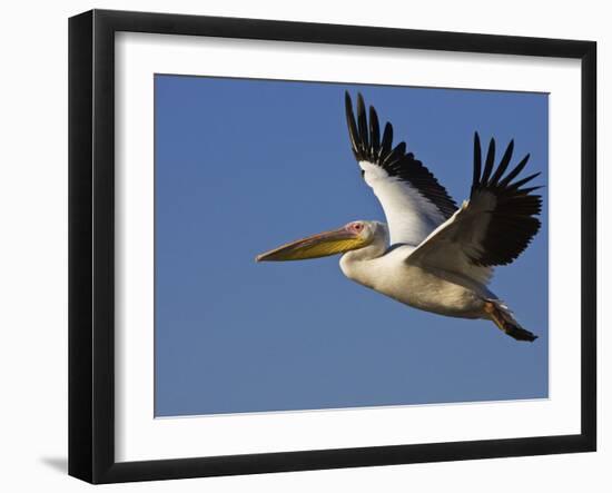 Great Eastern White Pelican Flying, Chobe National Park, Botswana-Tony Heald-Framed Photographic Print