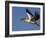 Great Eastern White Pelican Flying, Chobe National Park, Botswana-Tony Heald-Framed Photographic Print