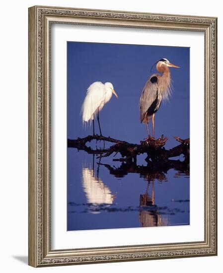 Great Egret and Great Blue Heron on a Log in Morning Light-Charles Sleicher-Framed Photographic Print