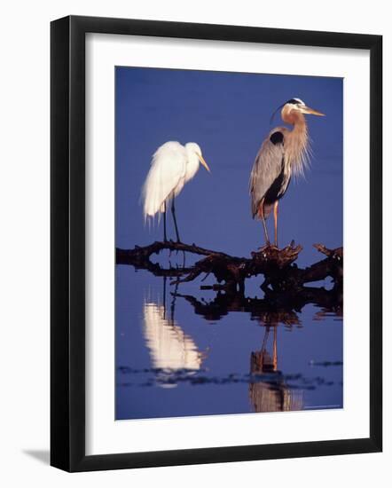 Great Egret and Great Blue Heron on a Log in Morning Light-Charles Sleicher-Framed Photographic Print