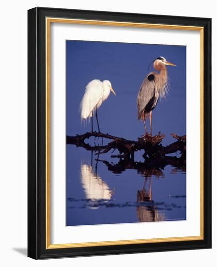 Great Egret and Great Blue Heron on a Log in Morning Light-Charles Sleicher-Framed Photographic Print