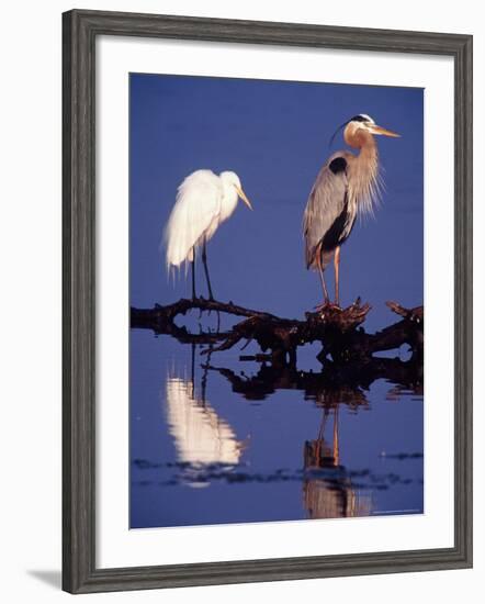 Great Egret and Great Blue Heron on a Log in Morning Light-Charles Sleicher-Framed Photographic Print