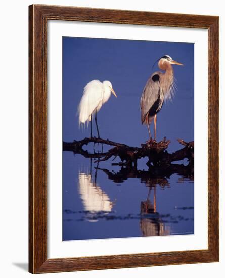 Great Egret and Great Blue Heron on a Log in Morning Light-Charles Sleicher-Framed Photographic Print