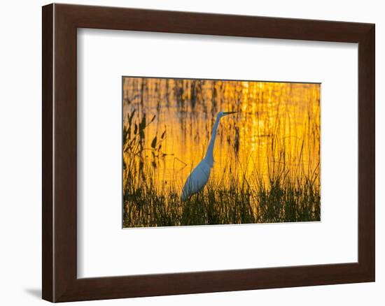 Great egret (Ardea alba) at sunset. Viera Wetlands, Brevard County, Florida.-Richard & Susan Day-Framed Photographic Print