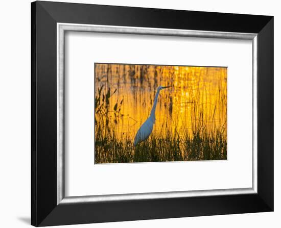 Great egret (Ardea alba) at sunset. Viera Wetlands, Brevard County, Florida.-Richard & Susan Day-Framed Photographic Print