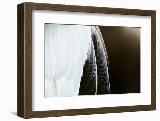 Great Egret (Ardea Alba) Close Up of Feathers, Lake Csaj, Pusztaszer, Hungary, December-Bence Mate-Framed Photographic Print