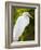 Great Egret (Ardea Alba), Everglades, Florida, United States of America, North America-Michael DeFreitas-Framed Photographic Print