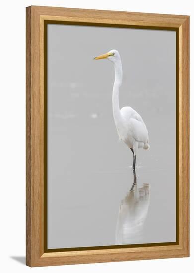 Great Egret, Ardea alba, feeding in wetland in fog, Illinois-Richard & Susan Day-Framed Premier Image Canvas