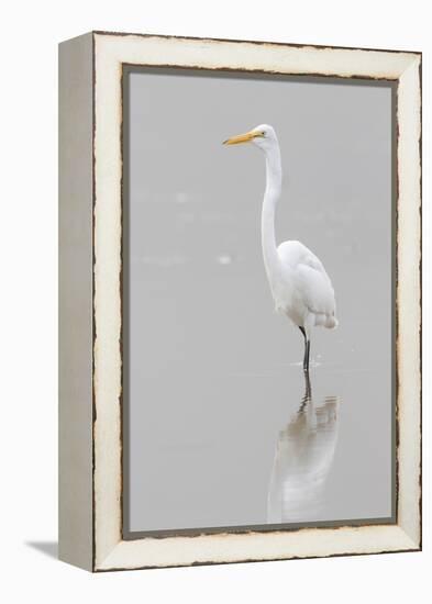 Great Egret, Ardea alba, feeding in wetland in fog, Illinois-Richard & Susan Day-Framed Premier Image Canvas