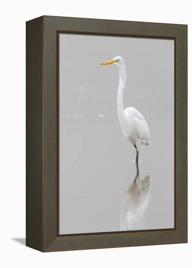 Great Egret, Ardea alba, feeding in wetland in fog, Illinois-Richard & Susan Day-Framed Premier Image Canvas