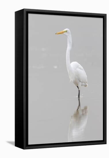 Great Egret, Ardea alba, feeding in wetland in fog, Illinois-Richard & Susan Day-Framed Premier Image Canvas