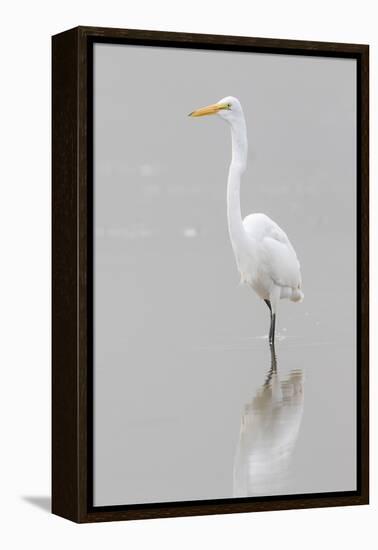 Great Egret, Ardea alba, feeding in wetland in fog, Illinois-Richard & Susan Day-Framed Premier Image Canvas