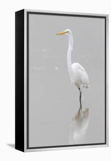 Great Egret, Ardea alba, feeding in wetland in fog, Illinois-Richard & Susan Day-Framed Premier Image Canvas