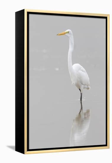 Great Egret, Ardea alba, feeding in wetland in fog, Illinois-Richard & Susan Day-Framed Premier Image Canvas