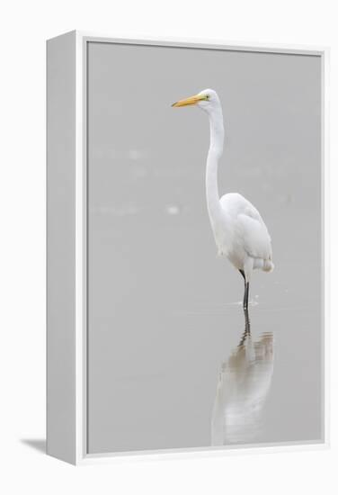 Great Egret, Ardea alba, feeding in wetland in fog, Illinois-Richard & Susan Day-Framed Premier Image Canvas