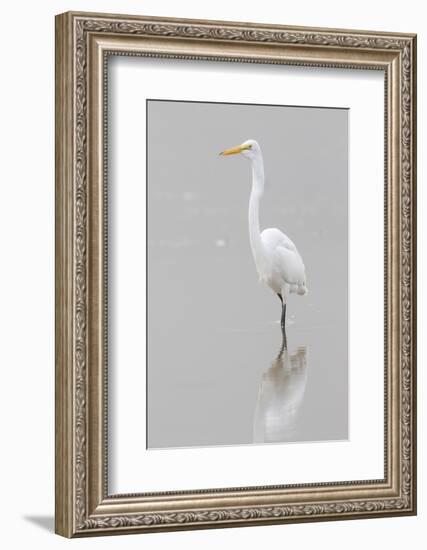 Great Egret, Ardea alba, feeding in wetland in fog, Illinois-Richard & Susan Day-Framed Photographic Print