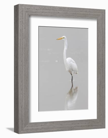 Great Egret, Ardea alba, feeding in wetland in fog, Illinois-Richard & Susan Day-Framed Photographic Print