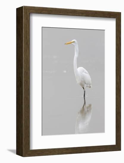 Great Egret, Ardea alba, feeding in wetland in fog, Illinois-Richard & Susan Day-Framed Photographic Print