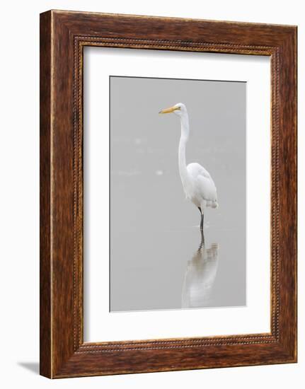 Great Egret, Ardea alba, feeding in wetland in fog, Illinois-Richard & Susan Day-Framed Photographic Print