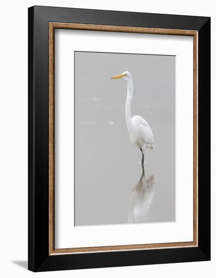 Great Egret, Ardea alba, feeding in wetland in fog, Illinois-Richard & Susan Day-Framed Photographic Print