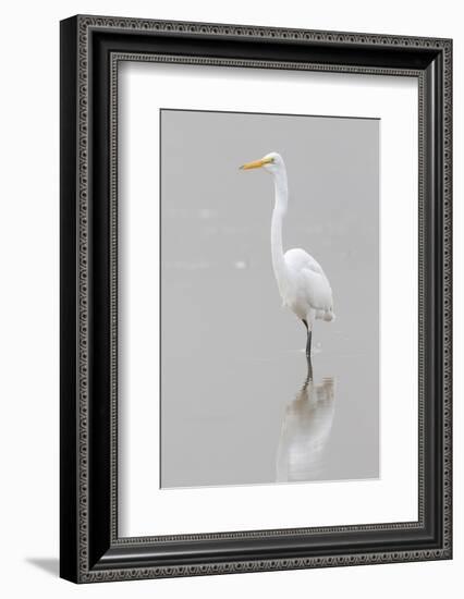 Great Egret, Ardea alba, feeding in wetland in fog, Illinois-Richard & Susan Day-Framed Photographic Print