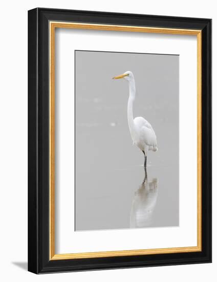 Great Egret, Ardea alba, feeding in wetland in fog, Illinois-Richard & Susan Day-Framed Photographic Print