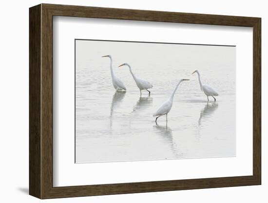 Great egret (Ardea alba) group of four, Champagne, France-Fabrice Cahez-Framed Photographic Print