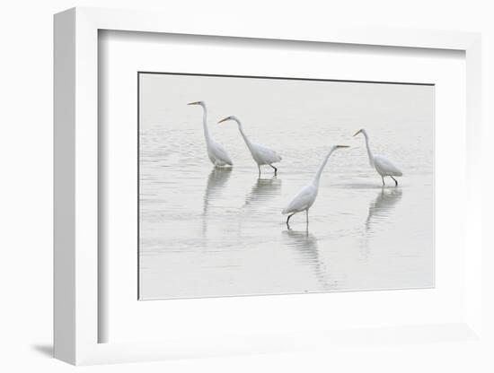 Great egret (Ardea alba) group of four, Champagne, France-Fabrice Cahez-Framed Photographic Print