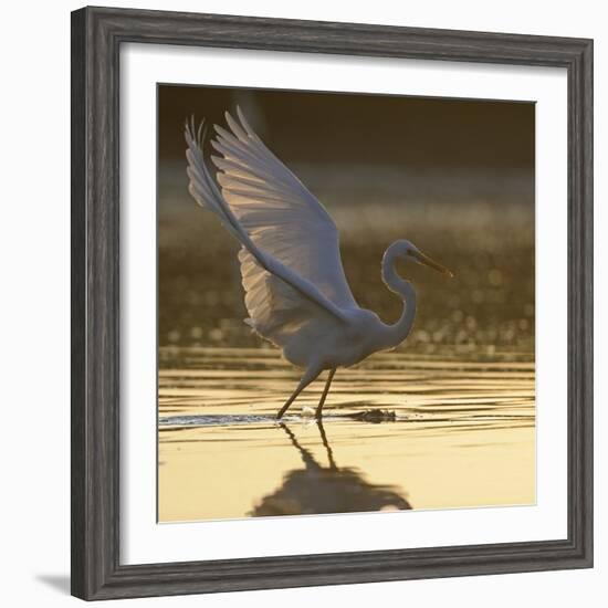 Great Egret (Ardea Alba) Landing on Water, Elbe Biosphere Reserve, Lower Saxony, Germany-Damschen-Framed Photographic Print