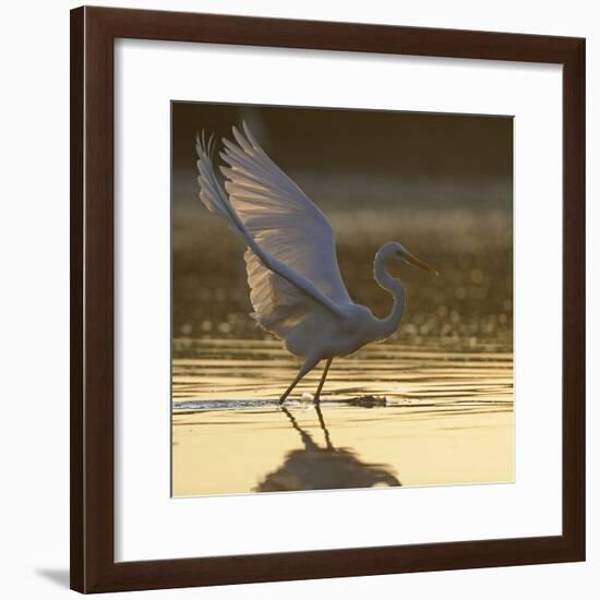 Great Egret (Ardea Alba) Landing on Water, Elbe Biosphere Reserve, Lower Saxony, Germany-Damschen-Framed Photographic Print