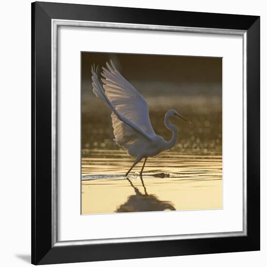 Great Egret (Ardea Alba) Landing on Water, Elbe Biosphere Reserve, Lower Saxony, Germany-Damschen-Framed Photographic Print