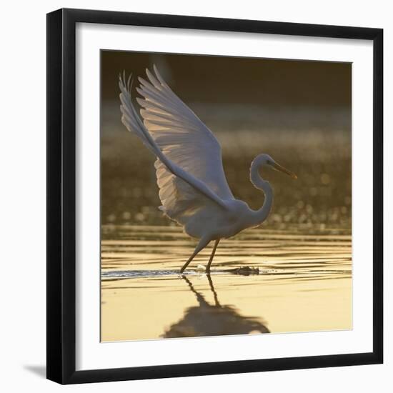 Great Egret (Ardea Alba) Landing on Water, Elbe Biosphere Reserve, Lower Saxony, Germany-Damschen-Framed Photographic Print