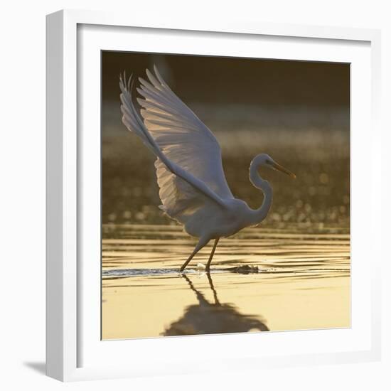 Great Egret (Ardea Alba) Landing on Water, Elbe Biosphere Reserve, Lower Saxony, Germany-Damschen-Framed Photographic Print