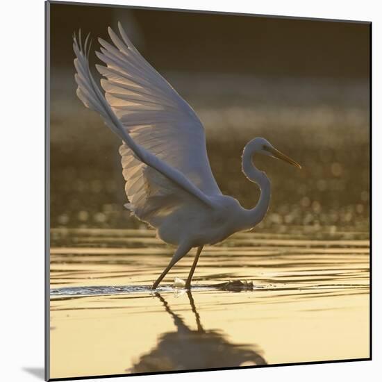 Great Egret (Ardea Alba) Landing on Water, Elbe Biosphere Reserve, Lower Saxony, Germany-Damschen-Mounted Photographic Print