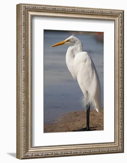 Great Egret (Ardea alba) on Tigertail Beach lagoon, Marco Island, Florida-Kristin Piljay-Framed Photographic Print