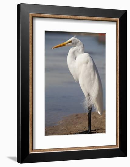 Great Egret (Ardea alba) on Tigertail Beach lagoon, Marco Island, Florida-Kristin Piljay-Framed Photographic Print