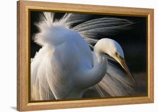 Great Egret (Ardea Alba) Pusztaszer, Hungary, May-Varesvuo-Framed Premier Image Canvas