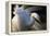 Great Egret (Ardea Alba) Pusztaszer, Hungary, May-Varesvuo-Framed Premier Image Canvas