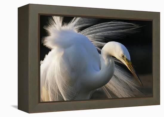 Great Egret (Ardea Alba) Pusztaszer, Hungary, May-Varesvuo-Framed Premier Image Canvas