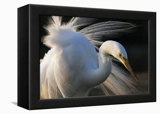 Great Egret (Ardea Alba) Pusztaszer, Hungary, May-Varesvuo-Framed Premier Image Canvas