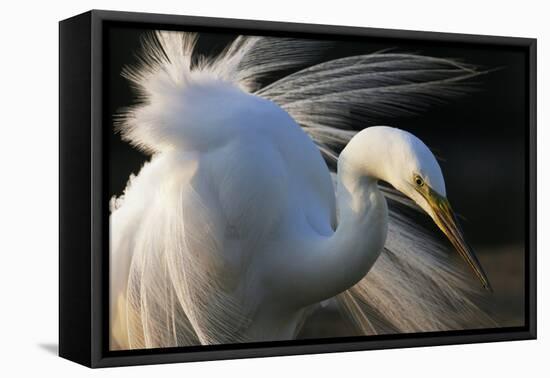 Great Egret (Ardea Alba) Pusztaszer, Hungary, May-Varesvuo-Framed Premier Image Canvas