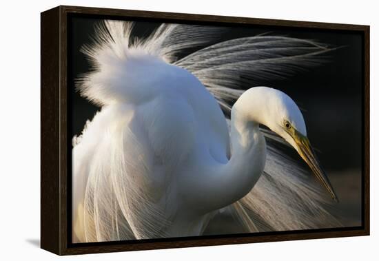 Great Egret (Ardea Alba) Pusztaszer, Hungary, May-Varesvuo-Framed Premier Image Canvas