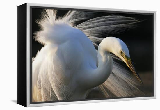 Great Egret (Ardea Alba) Pusztaszer, Hungary, May-Varesvuo-Framed Premier Image Canvas