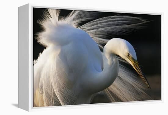 Great Egret (Ardea Alba) Pusztaszer, Hungary, May-Varesvuo-Framed Premier Image Canvas