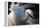 Great Egret (Ardea Alba) Pusztaszer, Hungary, May-Varesvuo-Framed Premier Image Canvas