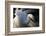 Great Egret (Ardea Alba) Pusztaszer, Hungary, May-Varesvuo-Framed Photographic Print