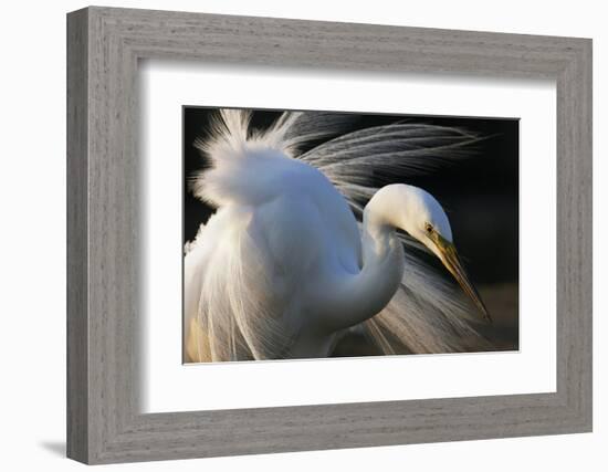 Great Egret (Ardea Alba) Pusztaszer, Hungary, May-Varesvuo-Framed Photographic Print