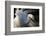 Great Egret (Ardea Alba) Pusztaszer, Hungary, May-Varesvuo-Framed Photographic Print